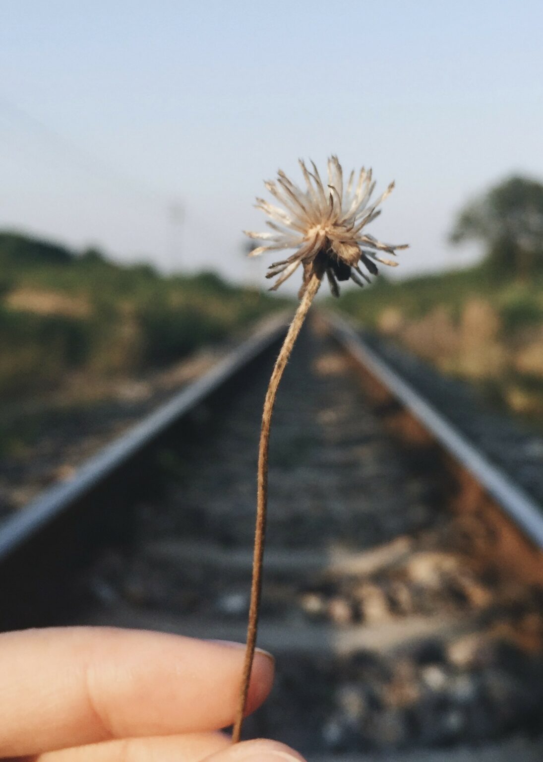 Hand holding dried flower